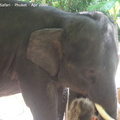 20090417 Half Day Safari - Elephant  31 of 104 